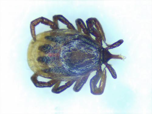 Ixodes ricinus